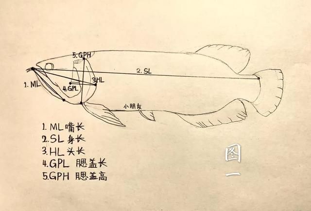 給我一些區分龍魚公母的圖片，區分龍魚公母的圖片描述：區分龍魚公母的區分龍魚公母