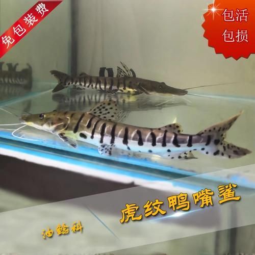 廣東鴨嘴鯊魚和祥龍魚場有何關聯？，廣東鴨嘴鯊魚與祥龍魚場之間的關聯