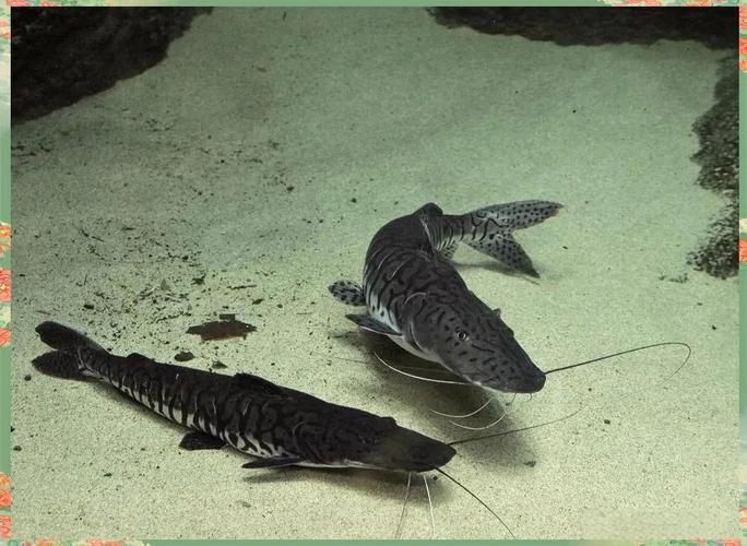 廣東鴨嘴鯊魚和祥龍魚場有何關聯(lián)？，廣東鴨嘴鯊魚與祥龍魚場之間的關聯(lián)