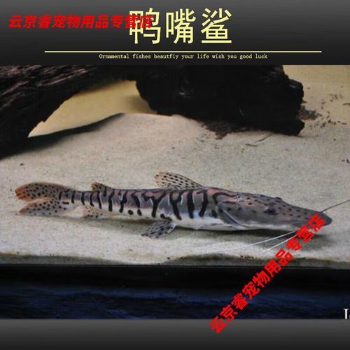 廣東鴨嘴鯊魚和祥龍魚場有何關聯(lián)？，廣東鴨嘴鯊魚與祥龍魚場之間的關聯(lián)