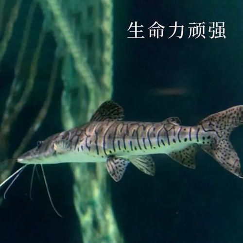 廣東鴨嘴鯊魚和祥龍魚場有何關聯？，廣東鴨嘴鯊魚與祥龍魚場之間的關聯