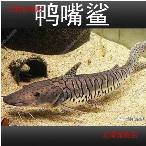 廣東鴨嘴鯊魚和祥龍魚場有何關聯？，廣東鴨嘴鯊魚與祥龍魚場之間的關聯