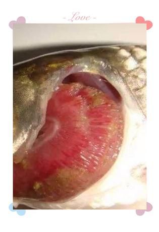 魚細菌感染用什么藥，《魚類細菌感染的系統性治療方案》