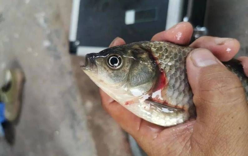 魚細菌感染用什么藥，《魚類細菌感染的系統性治療方案》
