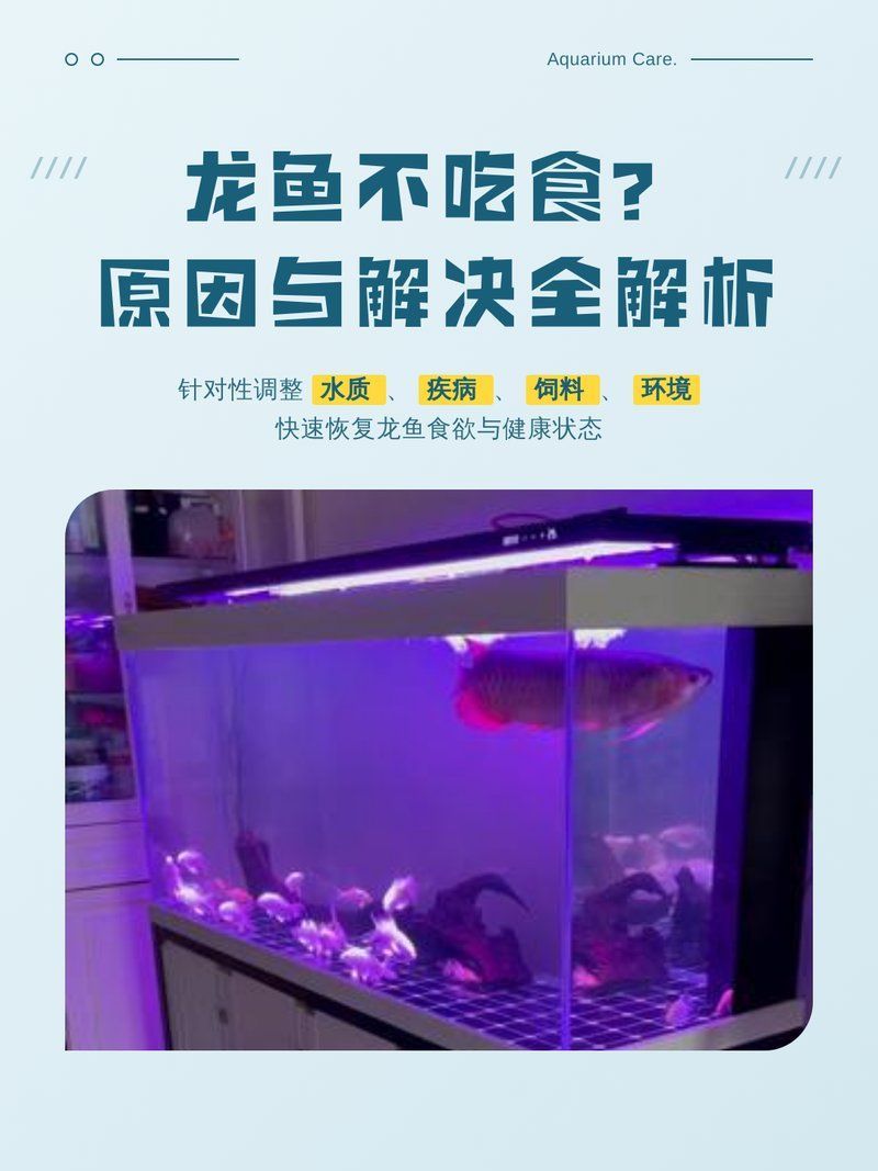 龍魚不開口會餓死嗎？，龍魚不開口會餓死嗎