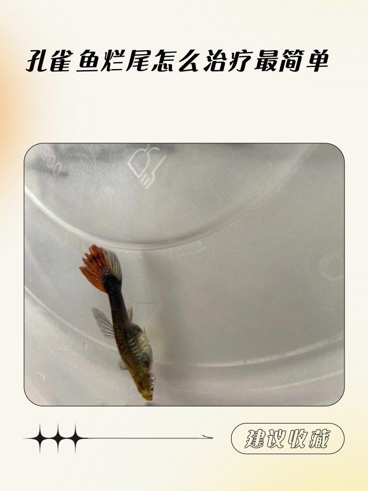 爛尾病有哪些治療方法，孔雀魚爛尾病自救指南孔雀魚爛尾治療方法寵物健康守護者
