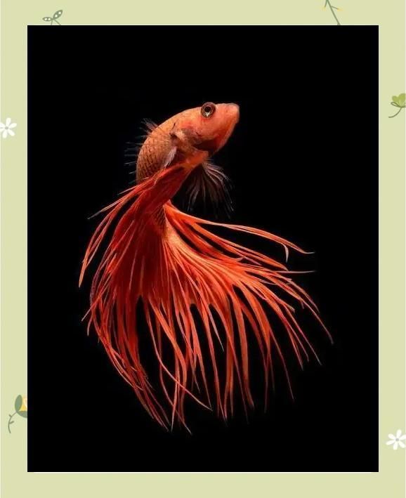 紅龍魚炸鱗會傳染嗎，紅龍魚炸鱗會傳染嗎,紅龍魚炸鱗時應該如何護理