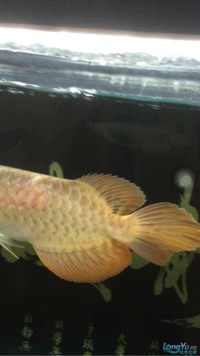 龍魚魚鱗充血圖片，龍魚常見疾病對照表