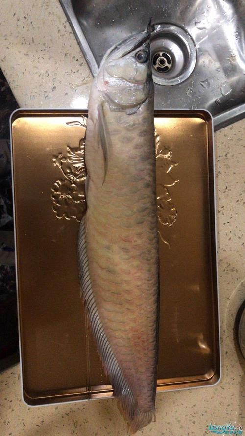 龍魚魚鱗充血圖片，龍魚常見疾病對照表