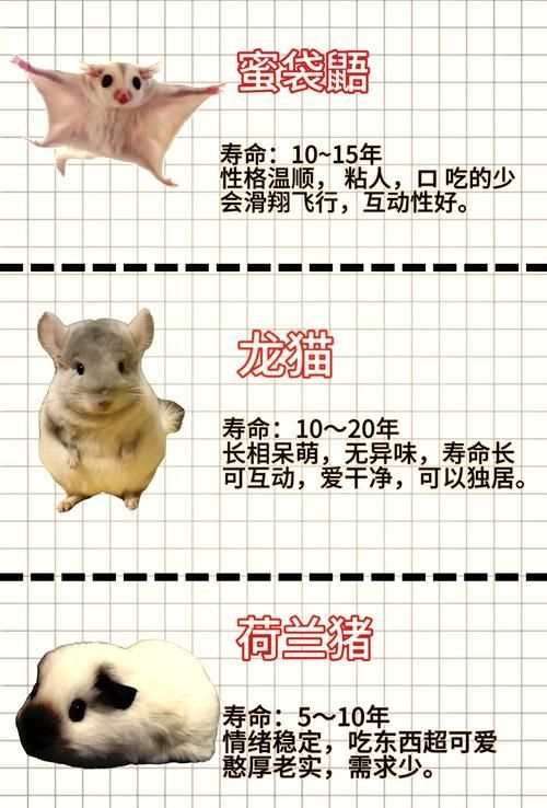能提供一張關于龍貓壽命的插圖嗎