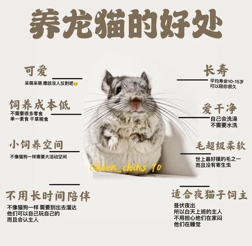 能提供一張關于龍貓壽命的插圖嗎
