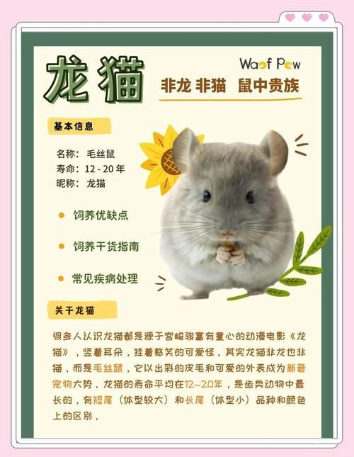 能提供一張關于龍貓壽命的插圖嗎