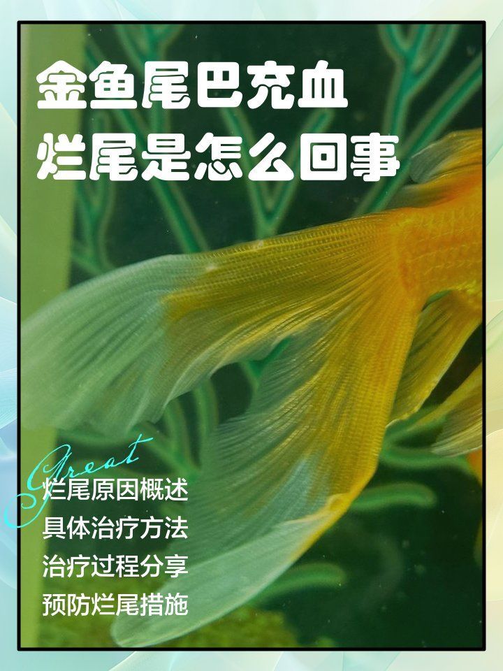 如何預防金魚根部充血的再次發生，如何預防金魚根部充血