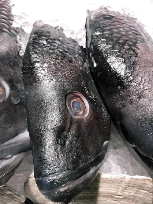 如何判斷肺魚的健康狀況？，如何判斷肺魚健康狀況