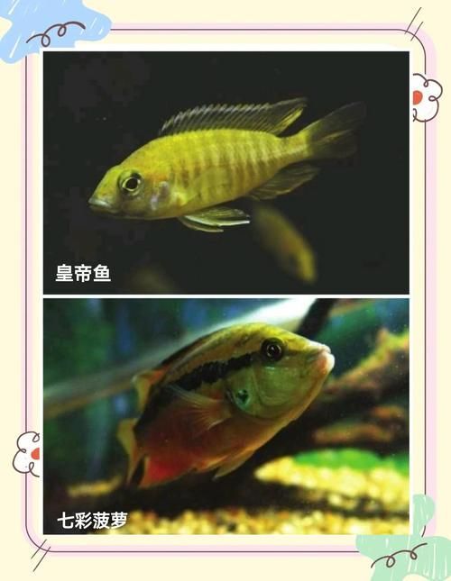 巴西亞魚喂養周期表，巴西亞魚喂養周期