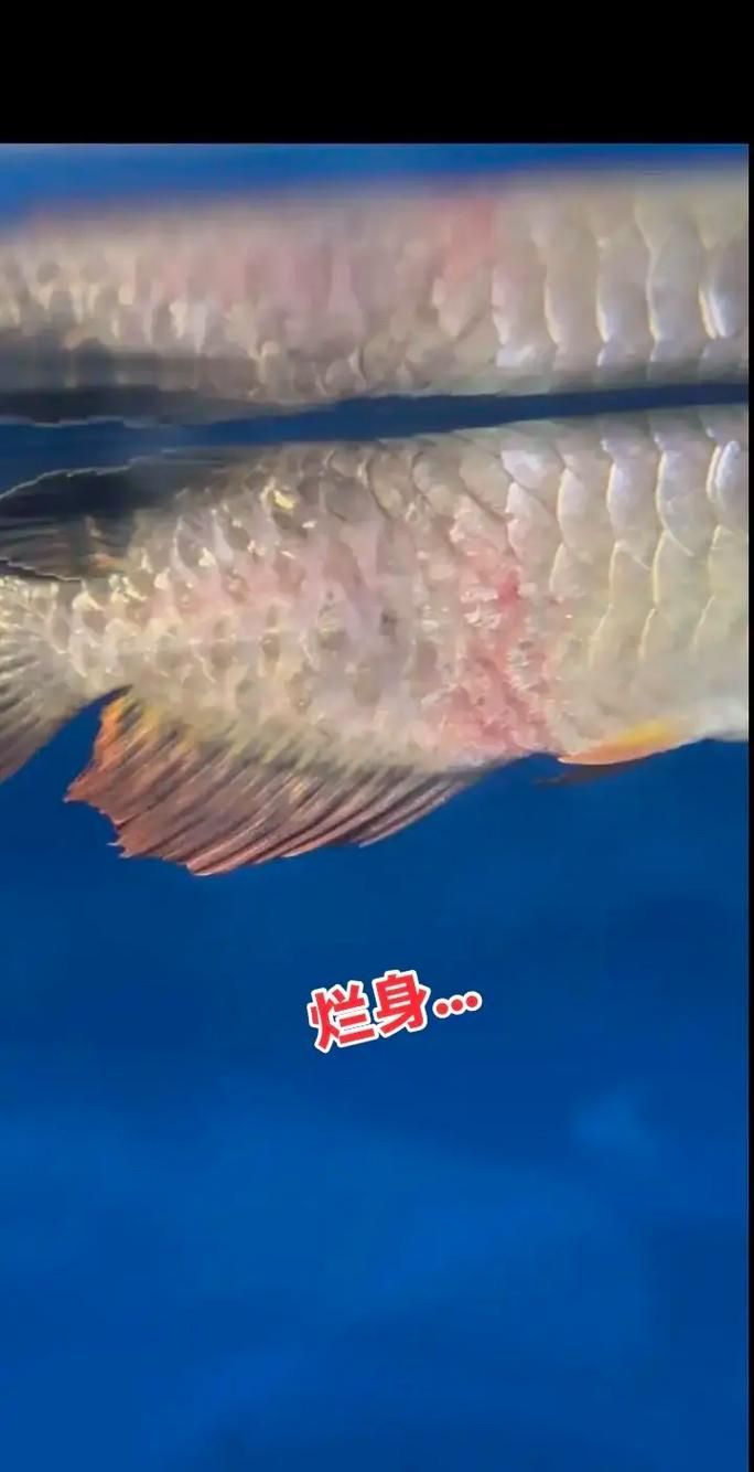 如何判斷龍魚須子爛了是否嚴重