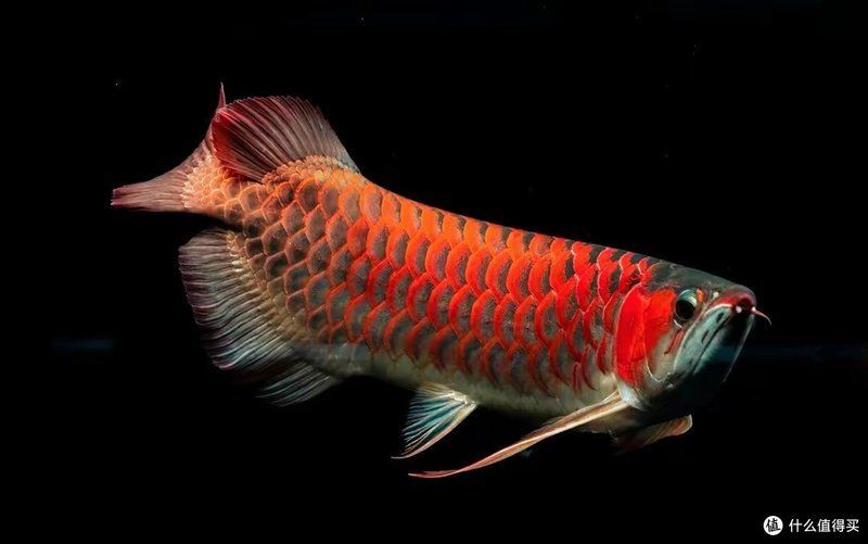 有沒有更詳細(xì)的龍魚喂食視頻教程？，龍魚喂食視頻教程