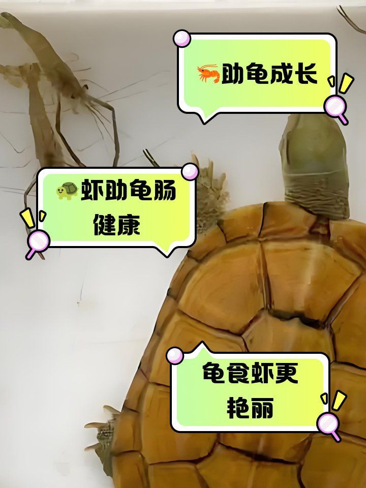 有哪些食物可以幫助烏龜增色，烏龜吃什么能增色