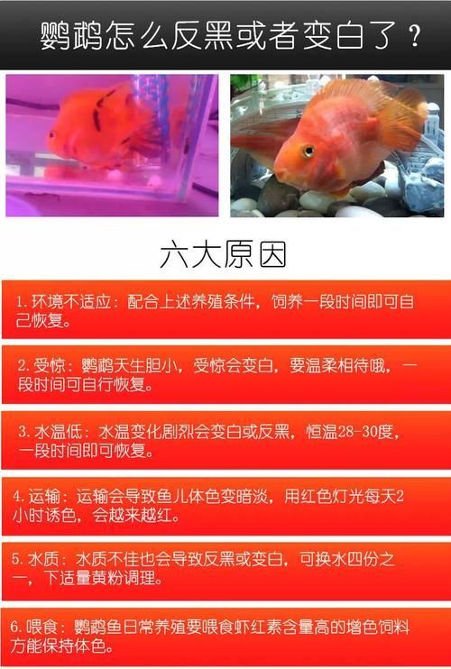 如何辨別真假高價觀賞魚，如何辨別真假高價觀賞魚，