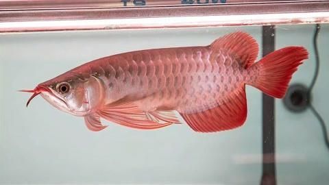 如何判斷五華龍魚是否新鮮安全？，——權威感官鑒別五華龍魚是否新鮮安全