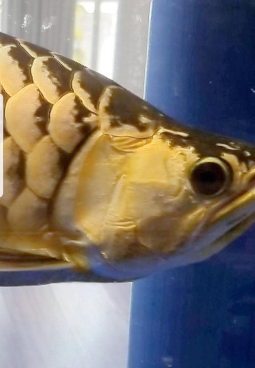 如何判斷五華龍魚是否新鮮安全？，——權威感官鑒別五華龍魚是否新鮮安全
