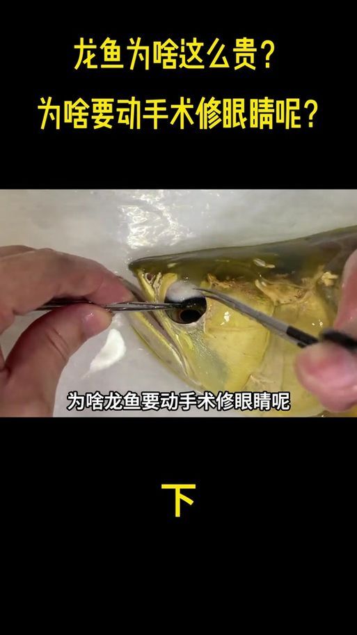 哪種藥物對金龍魚蒙眼病最有效，金龍魚蒙眼病使用方法