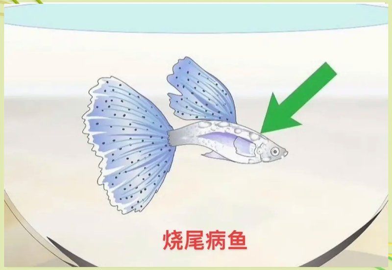 魚爛尾巴病早期癥狀有哪些，魚爛尾巴病是一種常見的魚爛尾巴病早期癥狀有哪些