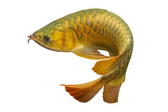 給我一張越秀龍魚的高清圖片，給我一張越秀龍魚的高清圖片,展開,越秀龍魚,?