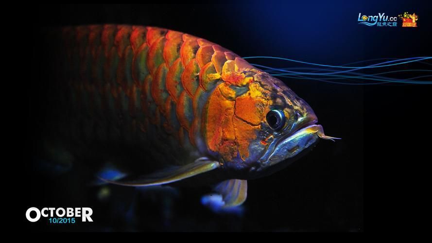 給我一張越秀龍魚的高清圖片，給我一張越秀龍魚的高清圖片,展開,越秀龍魚,?