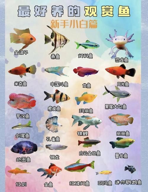 如何預防魚黑色霉斑的再次發生