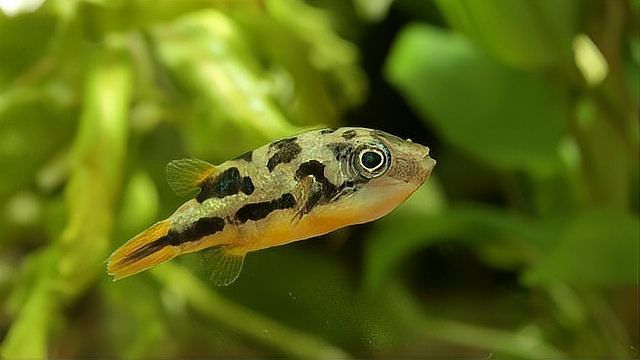 潛水艇魚有哪些常見疾病，關(guān)于潛水艇魚的常見疾病