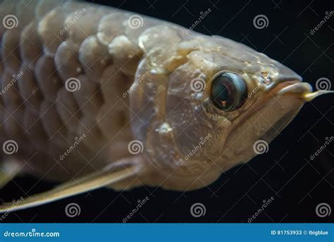 給我更多關于龍魚眼白霧的圖片，關于龍魚眼白霧的詳細病理解析及護理建議
