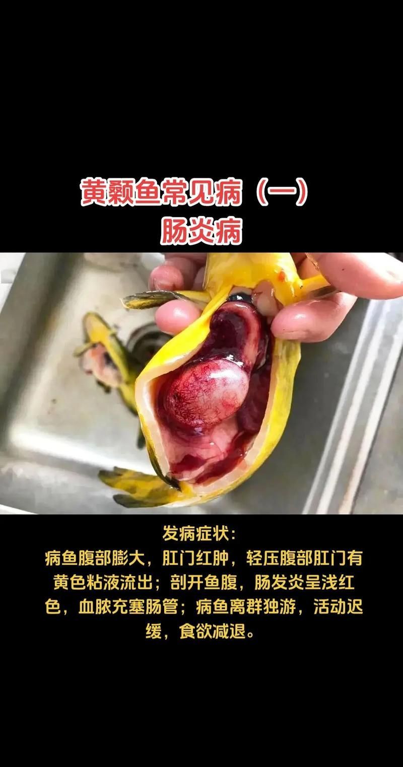 如何判斷魚腸炎是否嚴重，如何判斷魚腸炎