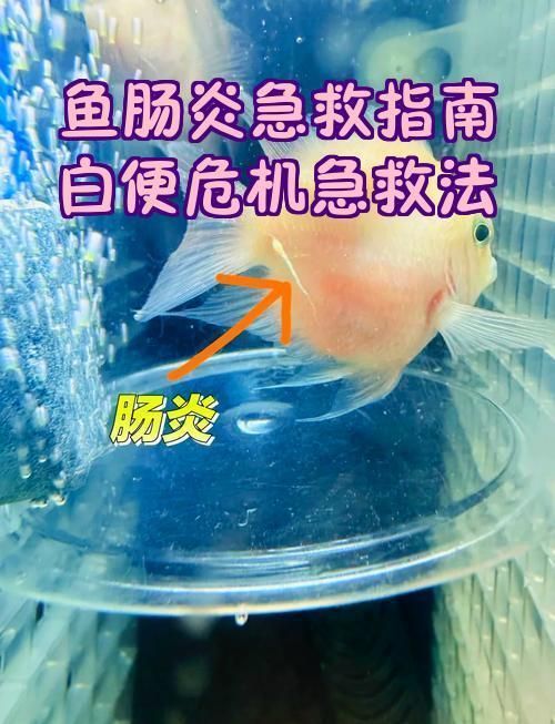 如何判斷魚腸炎是否嚴重，如何判斷魚腸炎