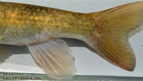 龍魚爛身圖片大全，龍魚爛身圖片大全,龍魚爛身病詳解與圖片鑒定