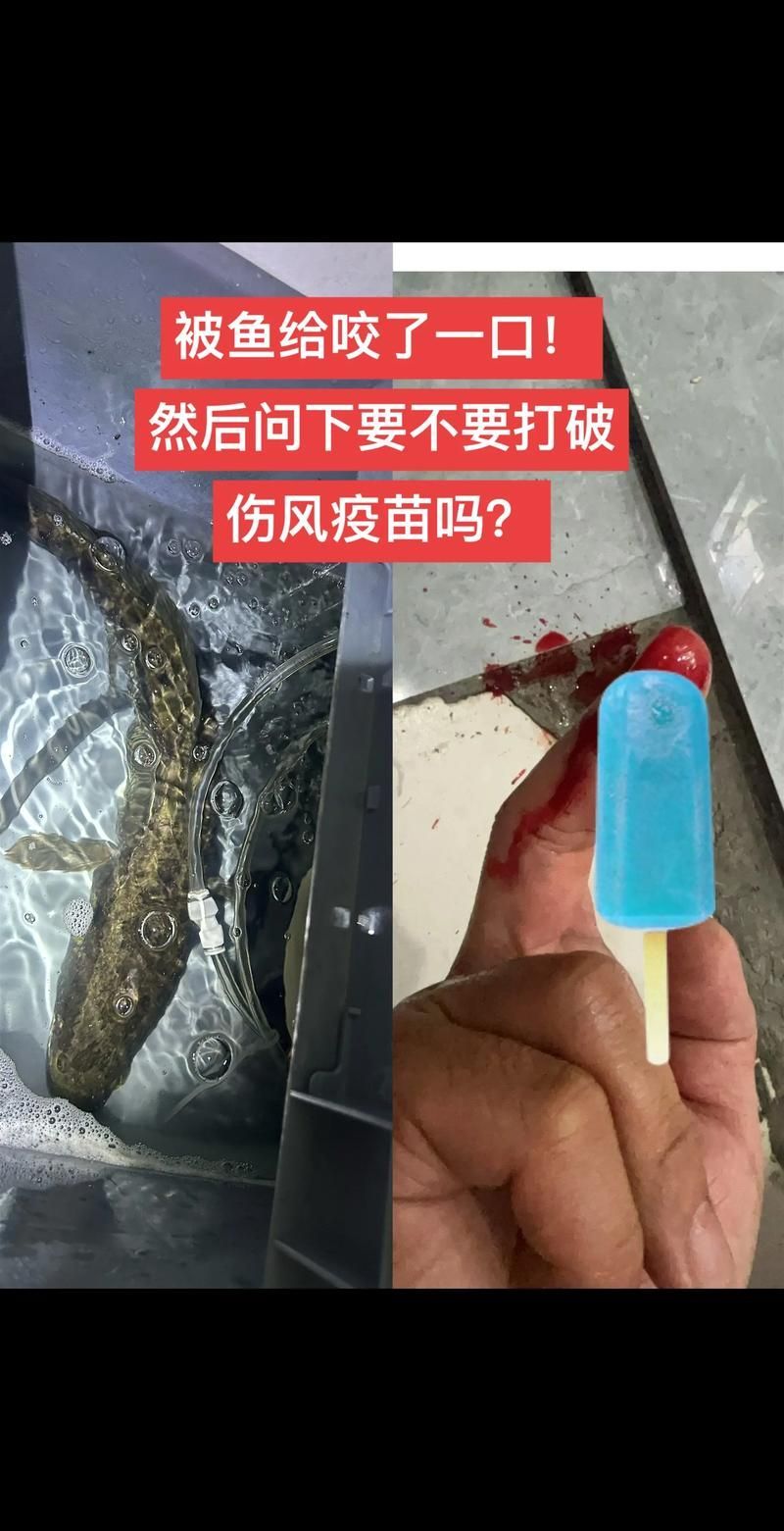 被龍魚咬傷后多久會愈合