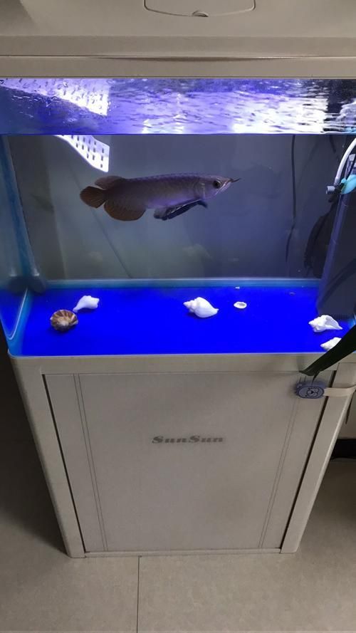 有哪些品牌的龍魚燈光推薦？，有哪些品牌的龍魚燈光推薦?