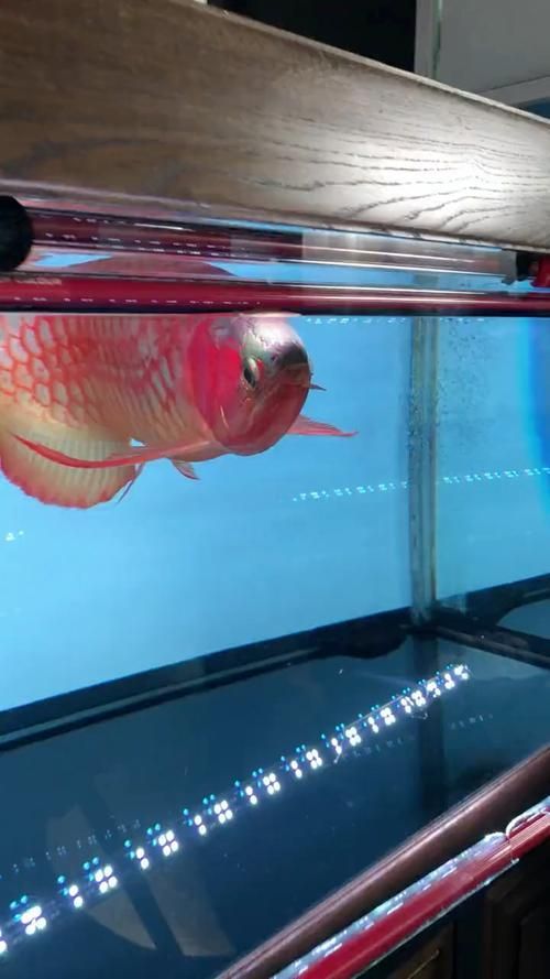 有哪些品牌的龍魚燈光推薦？，有哪些品牌的龍魚燈光推薦?