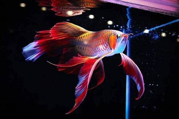 如何鑒別阿城龍魚的品種，如何鑒別阿城龍魚