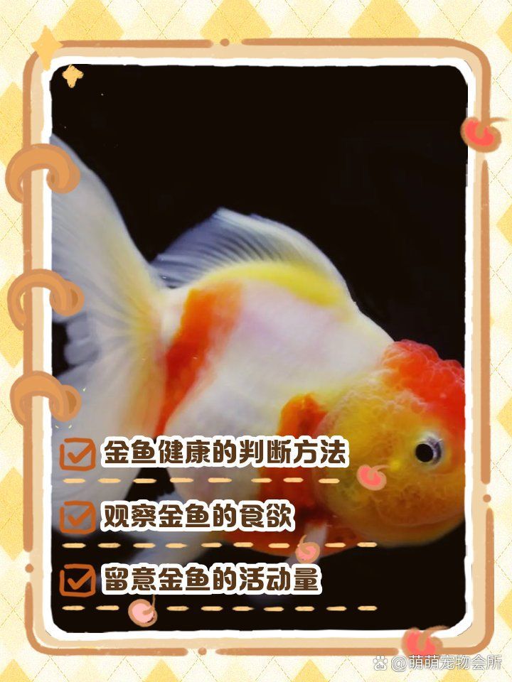如何判斷金魚是否恢復健康
