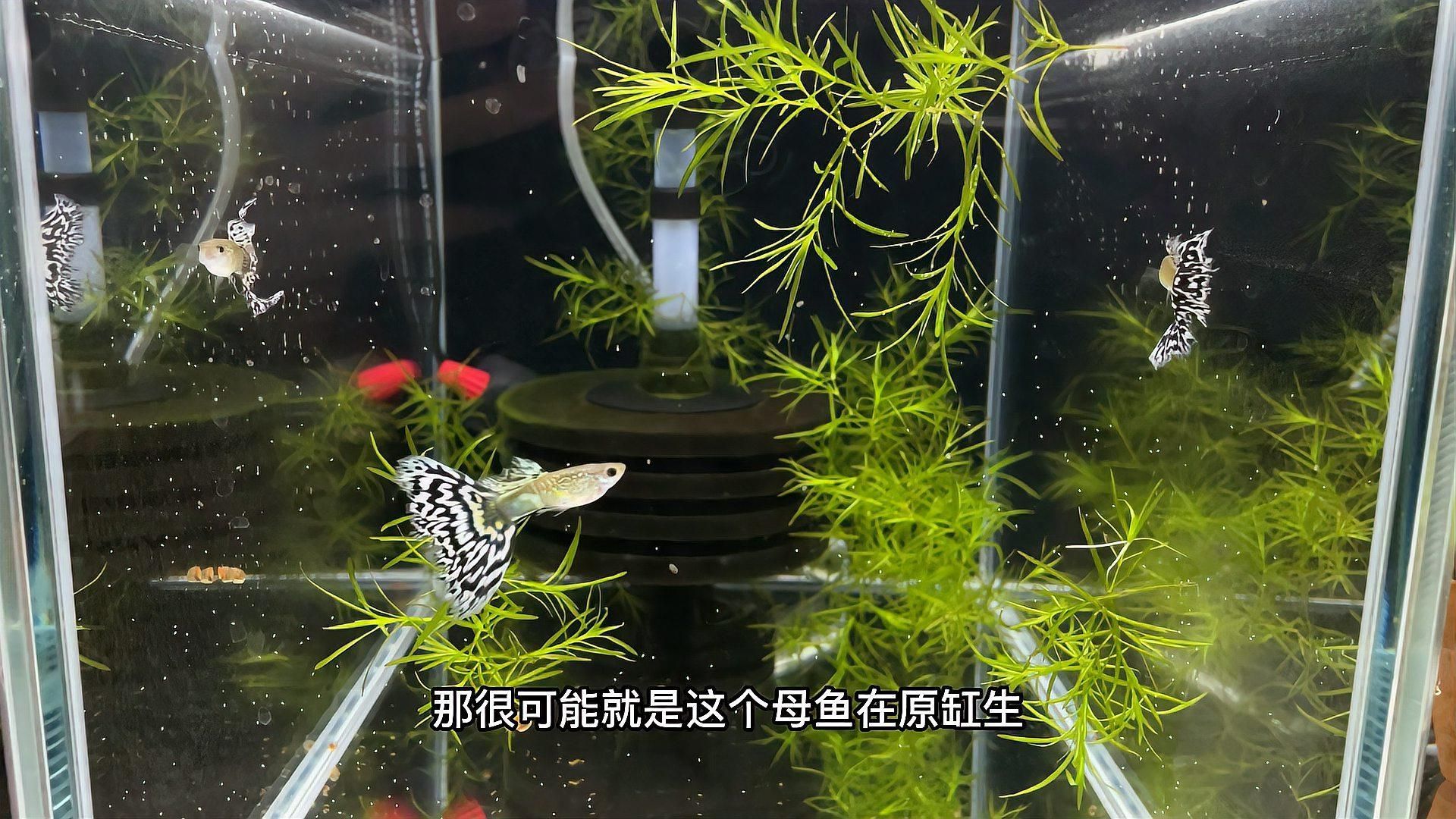 魚爛尾是什么原因，觀賞魚爛尾是什么原因觀賞魚爛尾是什么原因與解決方法