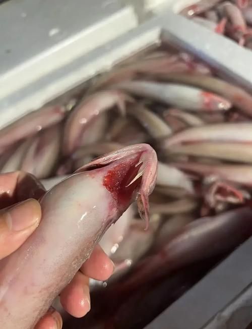 龍魚什么品種最好吃，東海小白龍（龍頭魚）什么品種最好吃東海小白龍的家常菜譜
