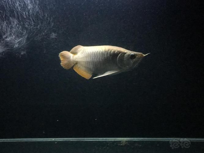 短身福龍魚中哪個(gè)品種最珍貴，短身福龍魚中哪個(gè)品種最珍貴，綠皮福龍王的飼養(yǎng)技巧