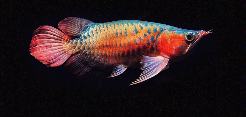 短身福龍魚中哪個(gè)品種最珍貴，短身福龍魚中哪個(gè)品種最珍貴，綠皮福龍王的飼養(yǎng)技巧