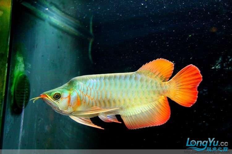 短身福龍魚中哪個(gè)品種最珍貴，短身福龍魚中哪個(gè)品種最珍貴，綠皮福龍王的飼養(yǎng)技巧