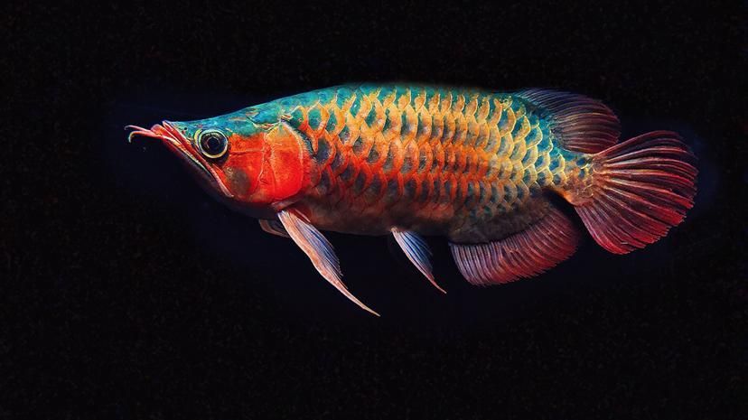 短身福龍魚中哪個(gè)品種最珍貴，短身福龍魚中哪個(gè)品種最珍貴，綠皮福龍王的飼養(yǎng)技巧