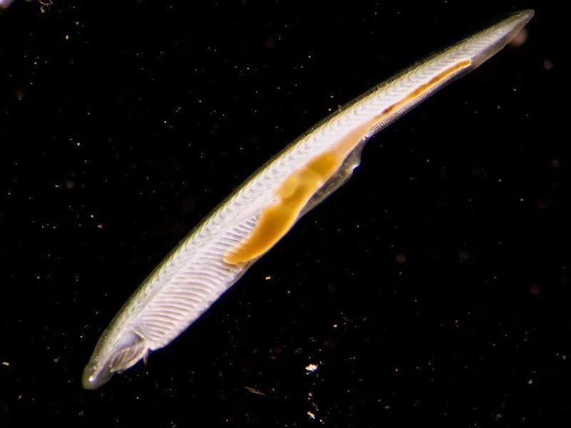 文昌魚和龍魚有什么區別？，文昌魚與龍魚有什么區別？
