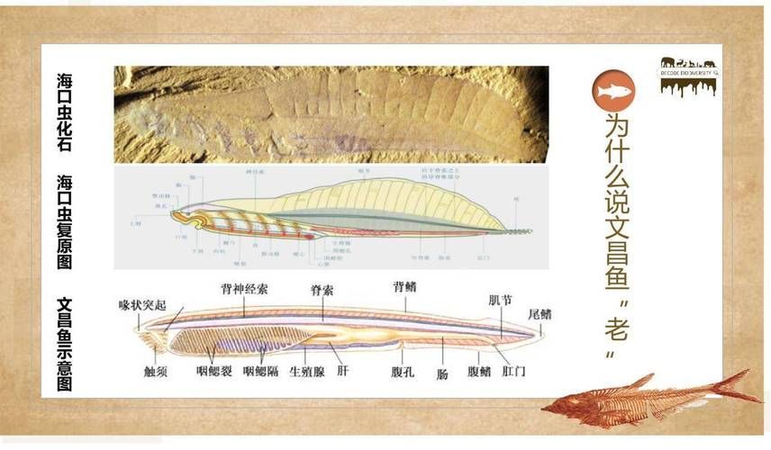 文昌魚和龍魚有什么區(qū)別？，文昌魚與龍魚有什么區(qū)別？