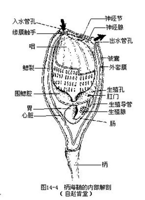 文昌魚和龍魚有什么區別？，文昌魚與龍魚有什么區別？