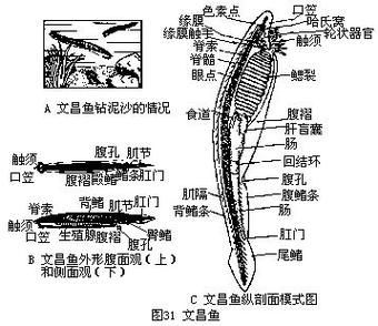 文昌魚和龍魚有什么區別？，文昌魚與龍魚有什么區別？